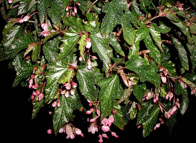 B. ‘Medora’